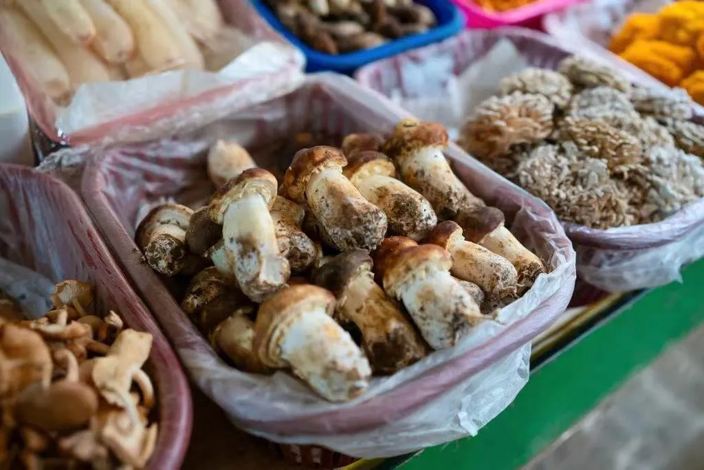 Pine mushrooms in Yunnan - WildChina Corporate Services